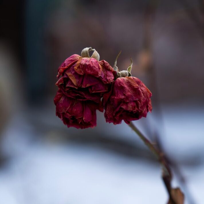 Tips til at genoplive visne blomster